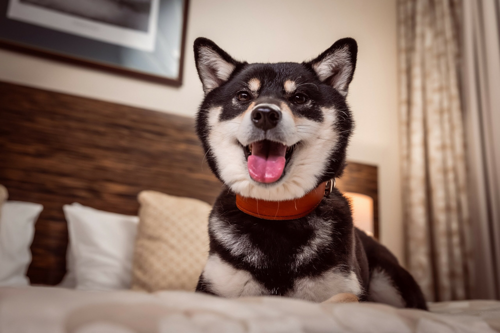 Рады Вашим питомцам